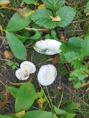 Lactifluus bertillonii