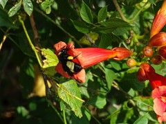 Bombus pensylvanicus