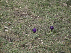 Crocus vernus