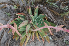 Dudleya cultrata