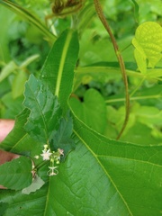 Ayenia dentata