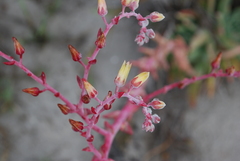 Dudleya cultrata