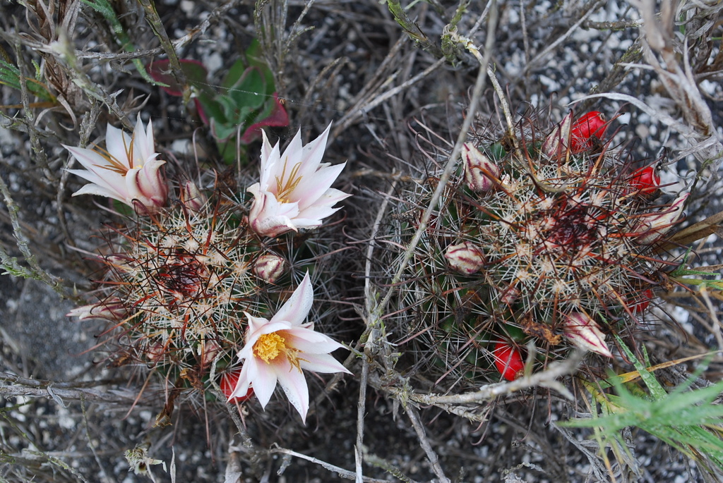 Mammillaria hutchisoniana  iNaturalist