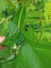 Ayenia dentata