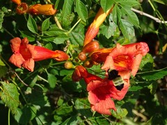 Campsis radicans