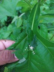 Ayenia dentata