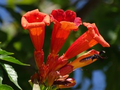 Campsis radicans