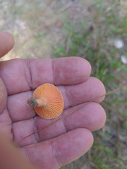 Lactarius salmoneus