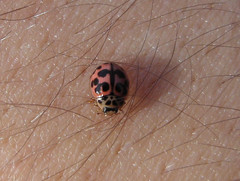 Oenopia conglobata