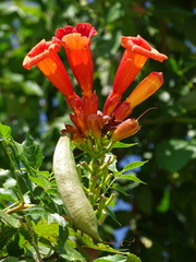 Campsis radicans