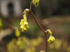 Corylopsis spicata