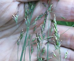 Poa stenantha