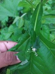 Ayenia dentata