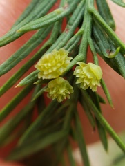 Taxodiomyia