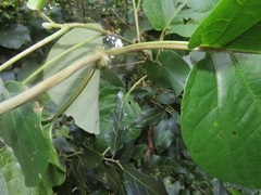 Mondia whitei