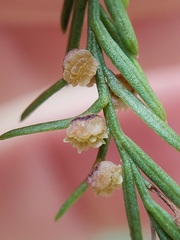 Taxodiomyia