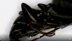 Camponotus vagus