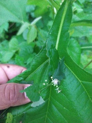Ayenia dentata