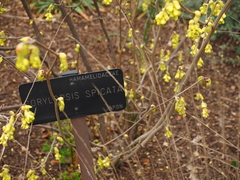 Corylopsis spicata