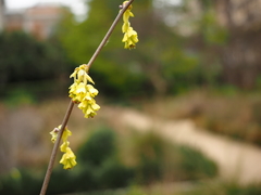 Corylopsis spicata