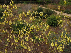 Corylopsis spicata