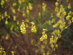 Corylopsis spicata