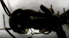 Camponotus vagus