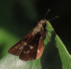 Platylesches moritili