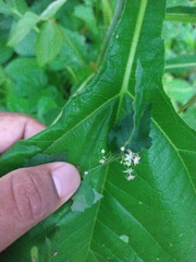 Ayenia dentata