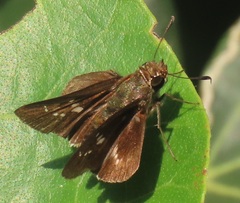 Platylesches moritili