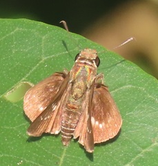 Platylesches moritili