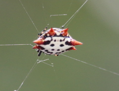 Gasteracantha cancriformis