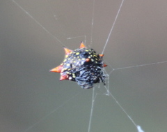 Gasteracantha cancriformis