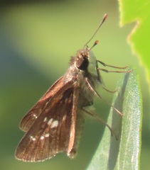 Platylesches moritili