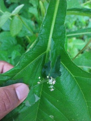 Ayenia dentata