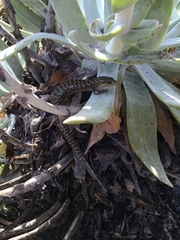 Elgaria multicarinata ignava