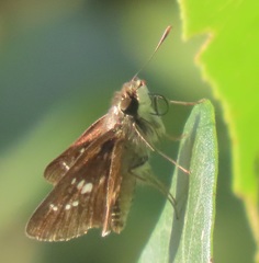 Platylesches moritili