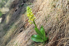 Orchis pallens