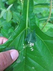 Ayenia dentata