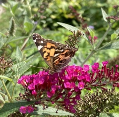 Vanessa virginiensis