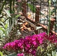Vanessa virginiensis