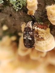 Euparius paganus
