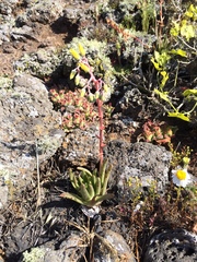 Dudleya cultrata