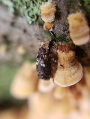 Euparius paganus