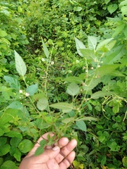 Ayenia dentata