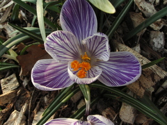 Crocus vernus