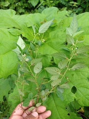 Ayenia dentata