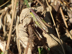 Pseudochorthippus curtipennis