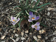 Crocus vernus