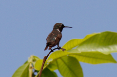 Calliphlox amethystina